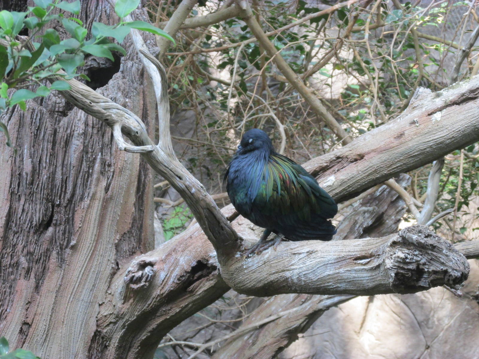 Tropics Trail Asian Aviary