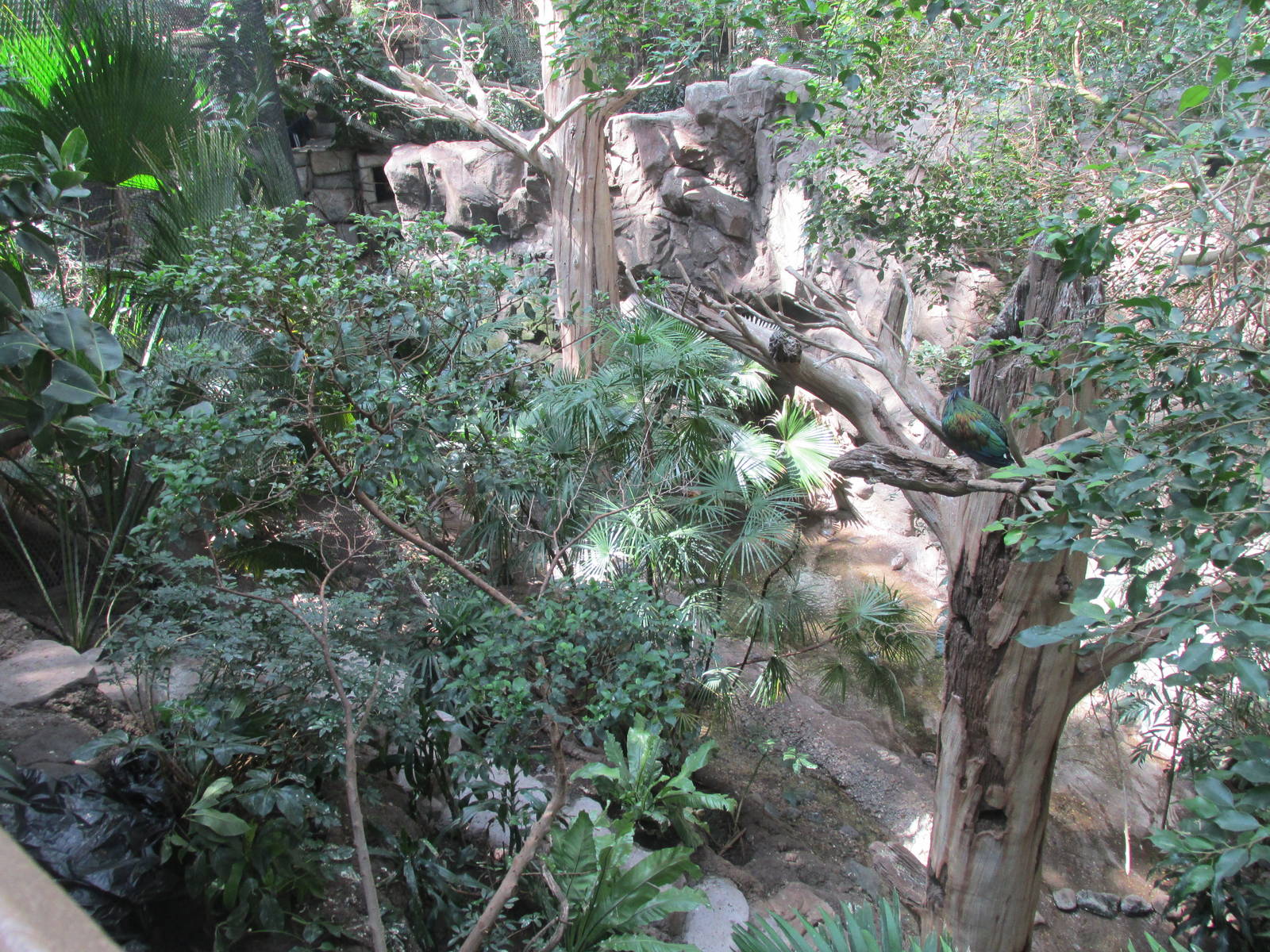 Tropics Trail Asian Aviary