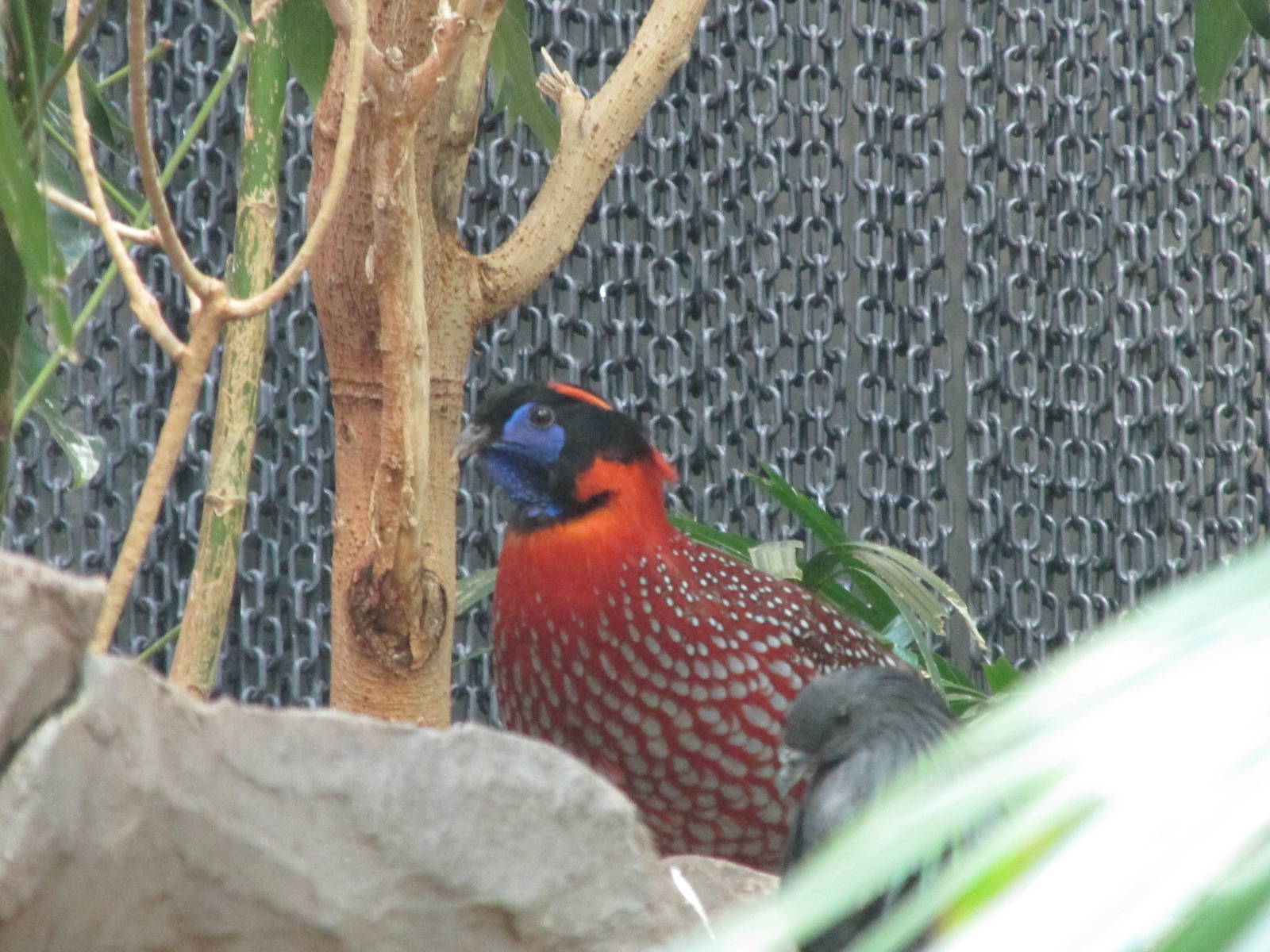 Tropics Trail Asian Aviary