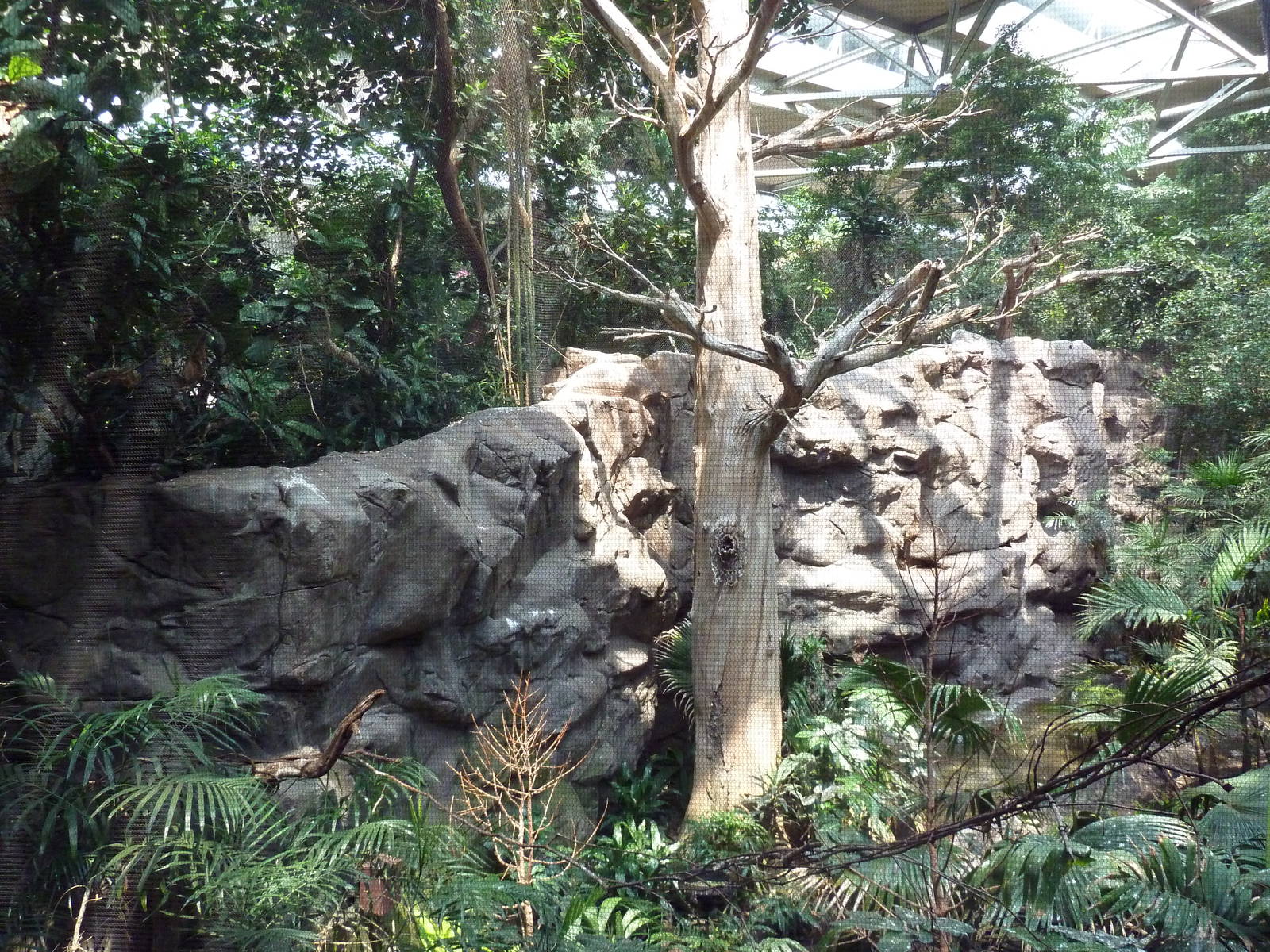 Tropics Trail - Asian Aviary