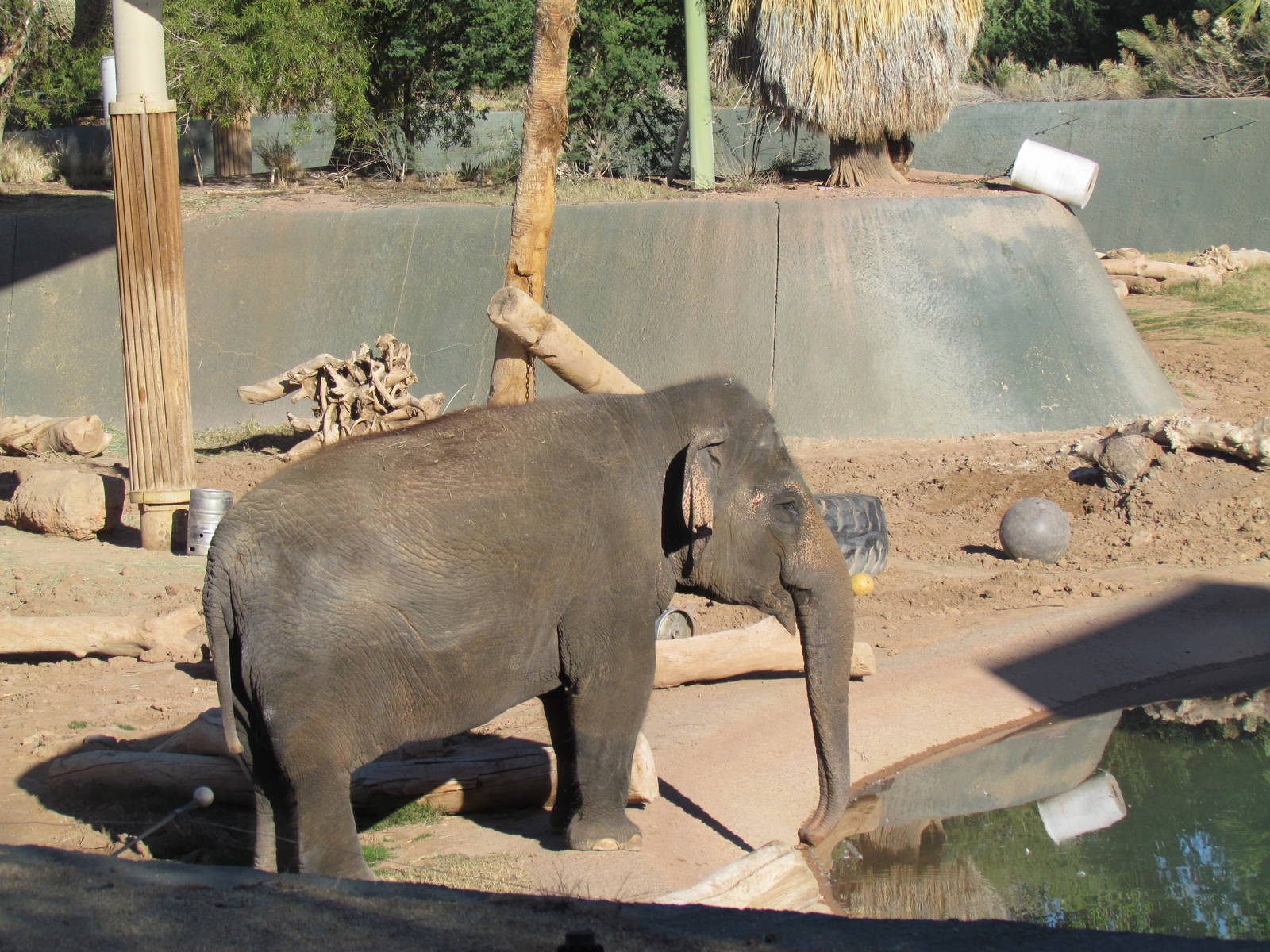 Tropics Trail - Asian Elephant