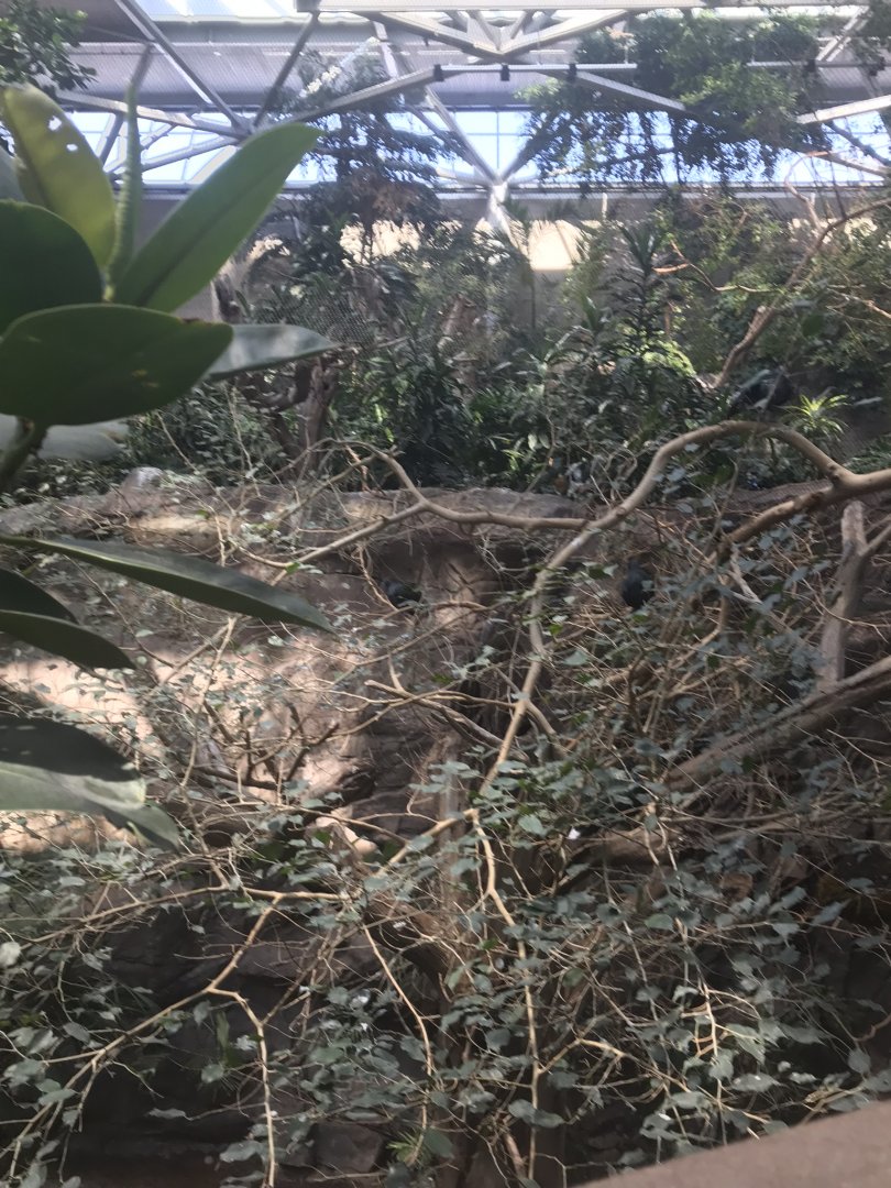 Tropics trail Asian forest aviary