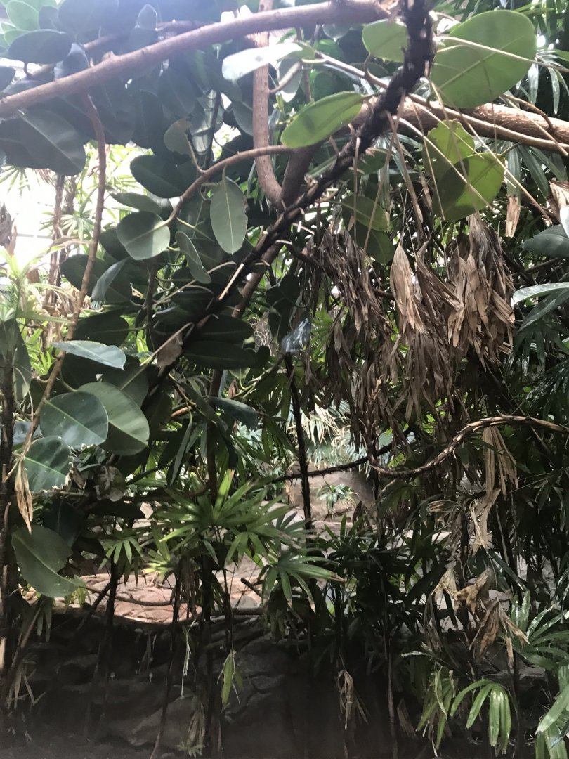 Tropics trail Asian forest aviary