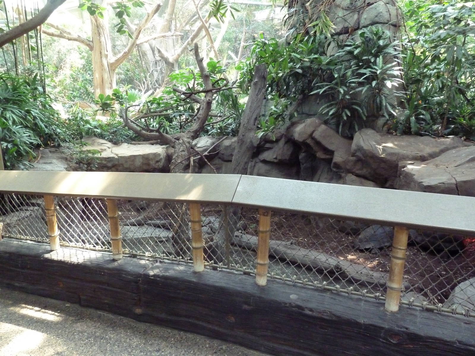 Tropics Trail - Asian Forest Tortoise Exhibit