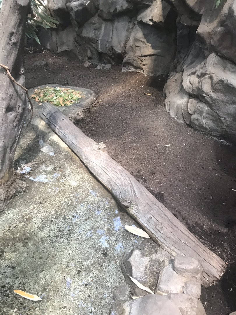 Tropics trail Asian forest tortoise exhibit