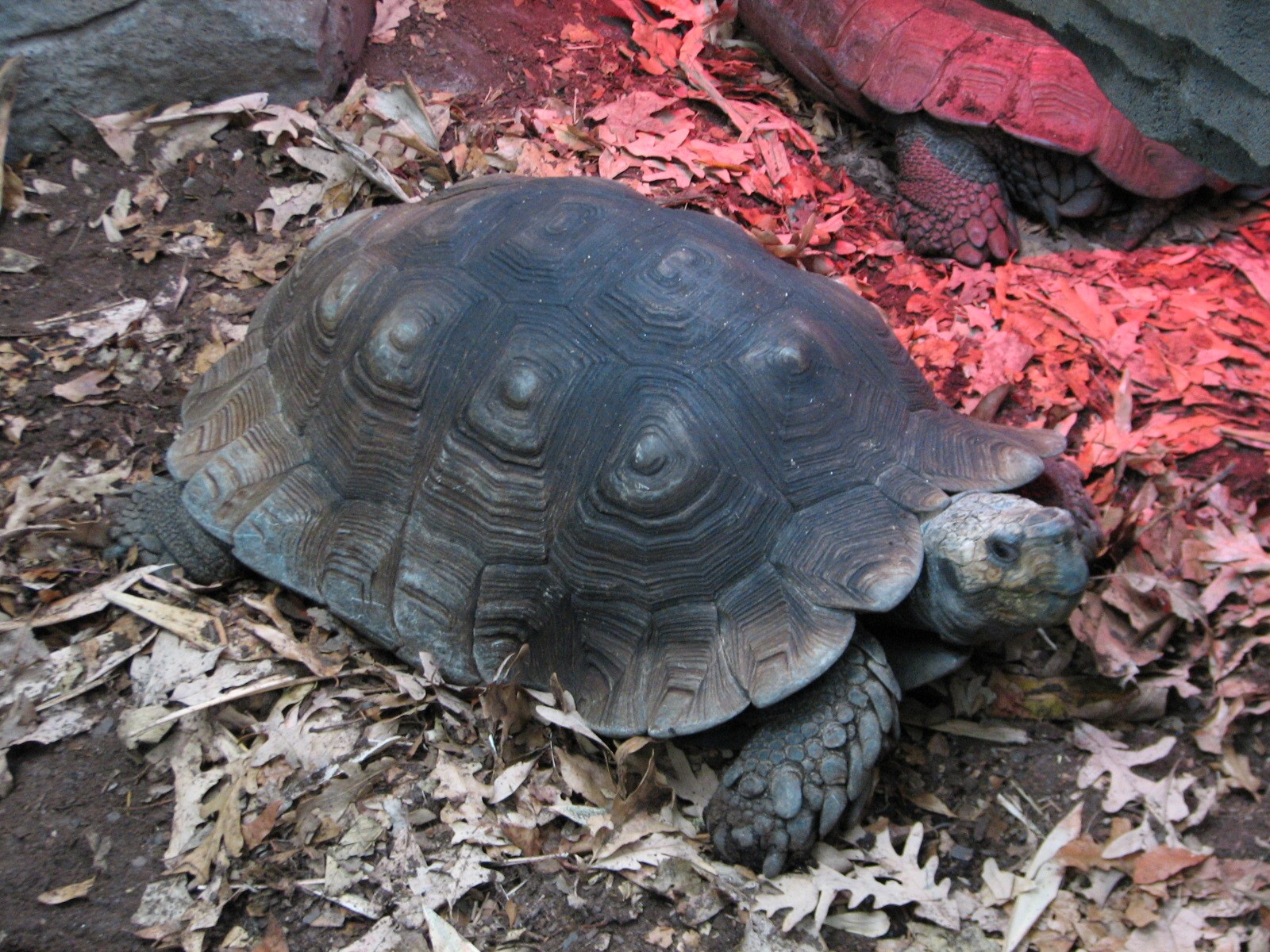 Tropics Trail - Asian Forest Tortoise