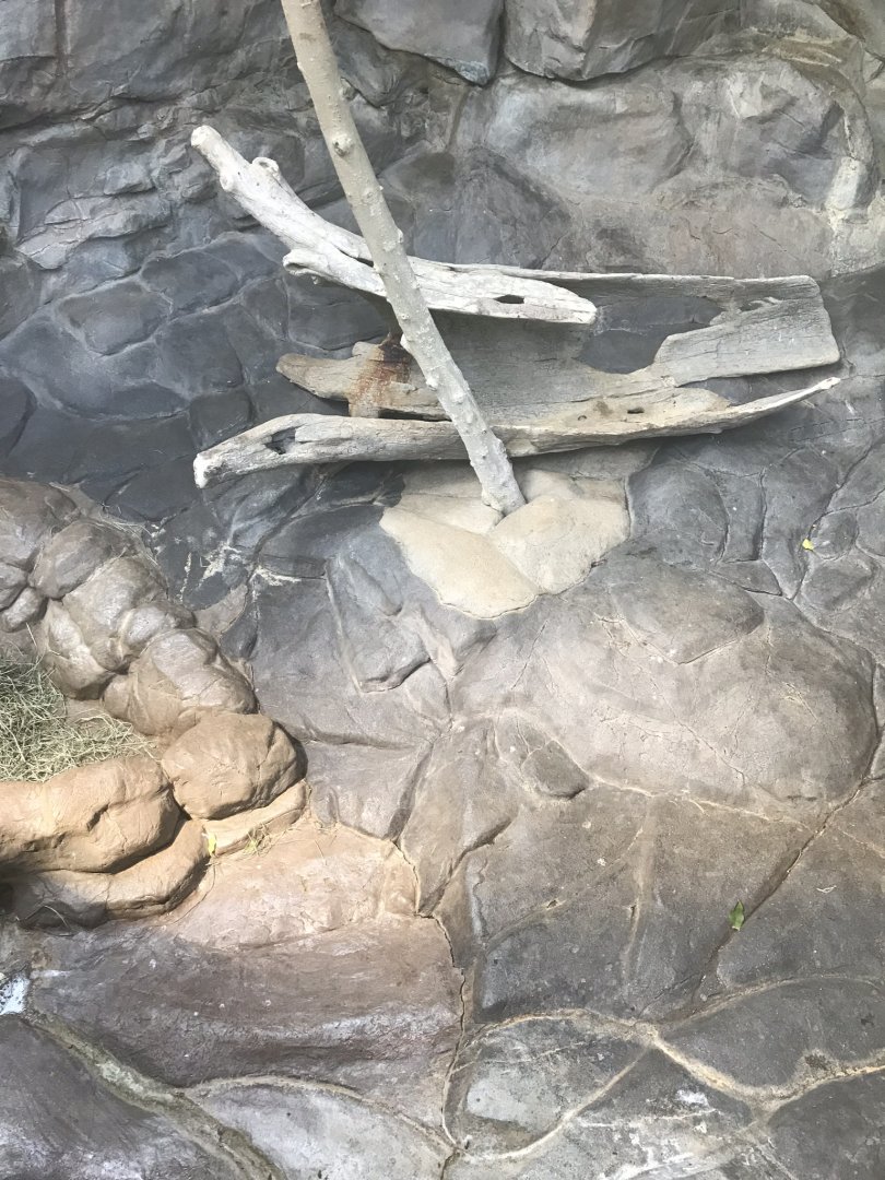 Tropics trail Asian small clawed otter exhibit