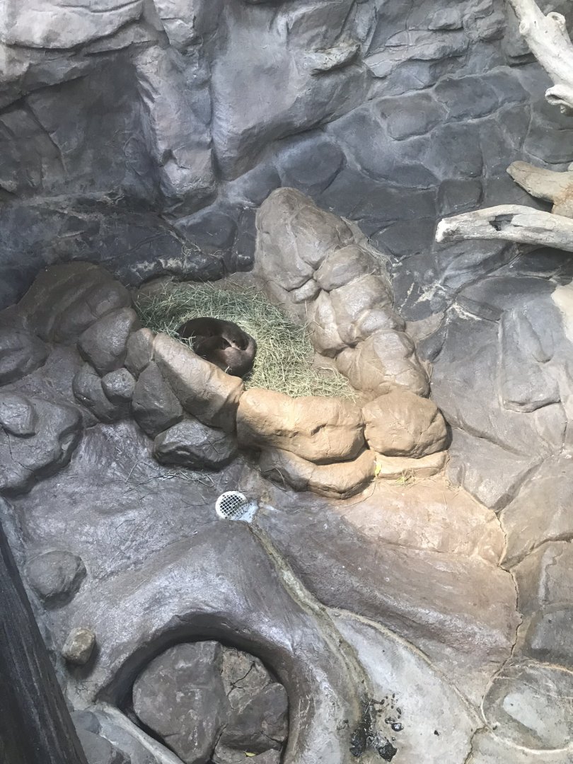 Tropics trail Asian small clawed otter exhibit