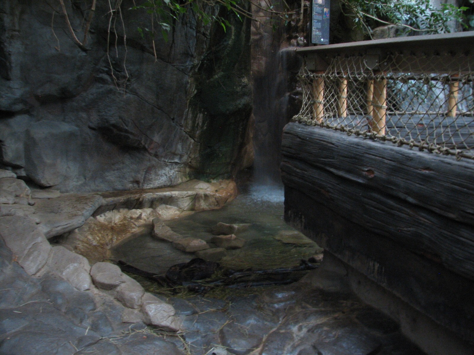 Tropics Trail - Asian Small-clawed Otter Exhibit