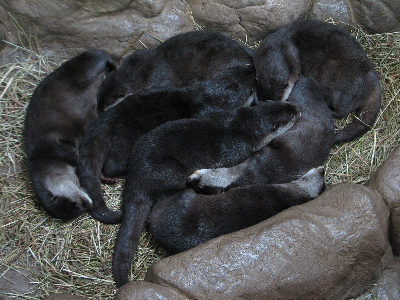 Tropics Trail - Asian Small-clawed Otter