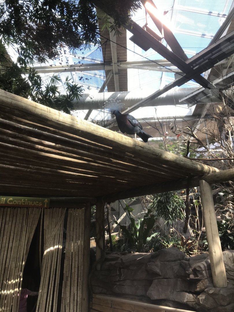 Tropics Trail - Asian Walk-Through Aviary