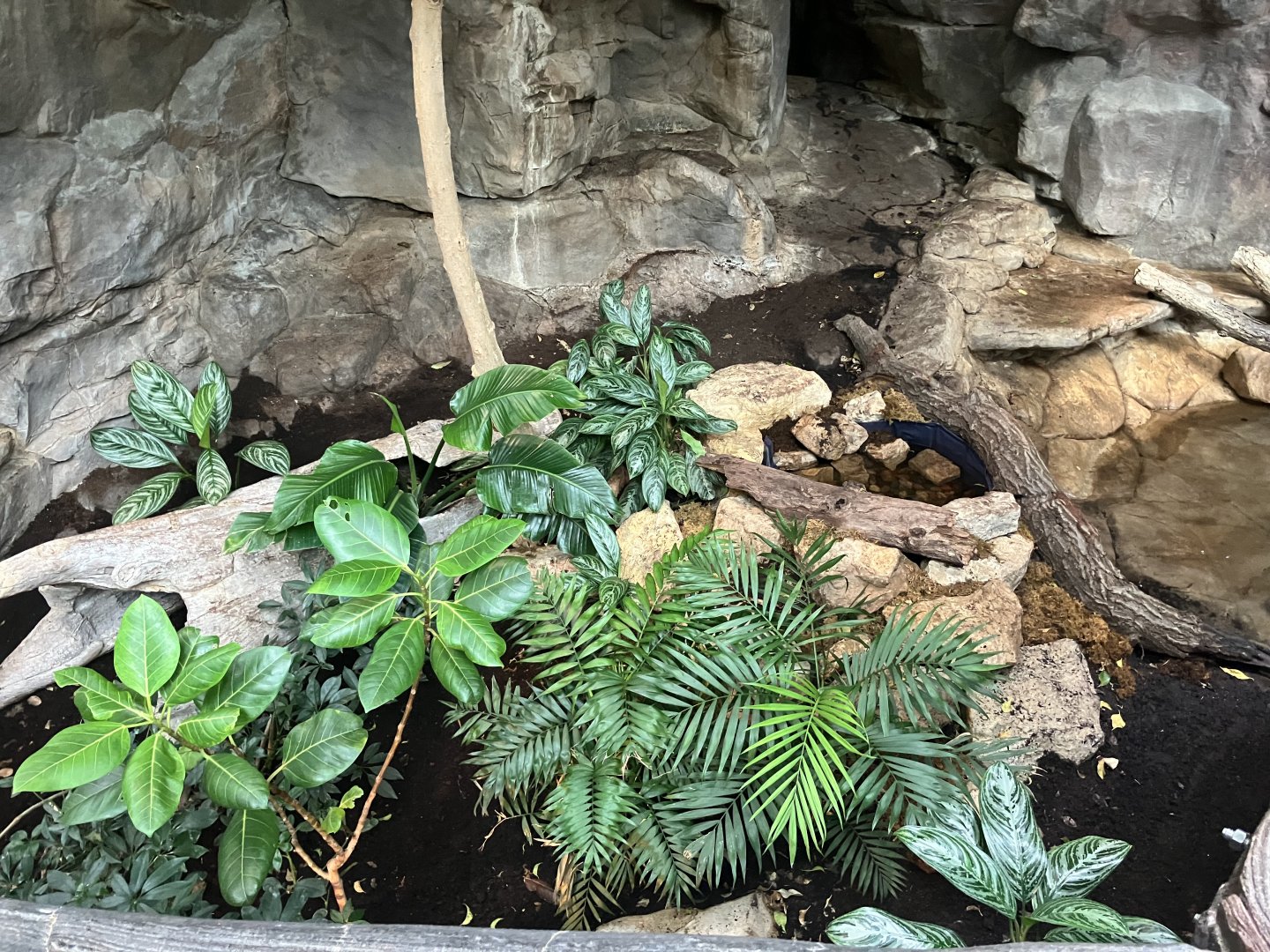 Tropics Trail - Asian Water Monitor Exhibit