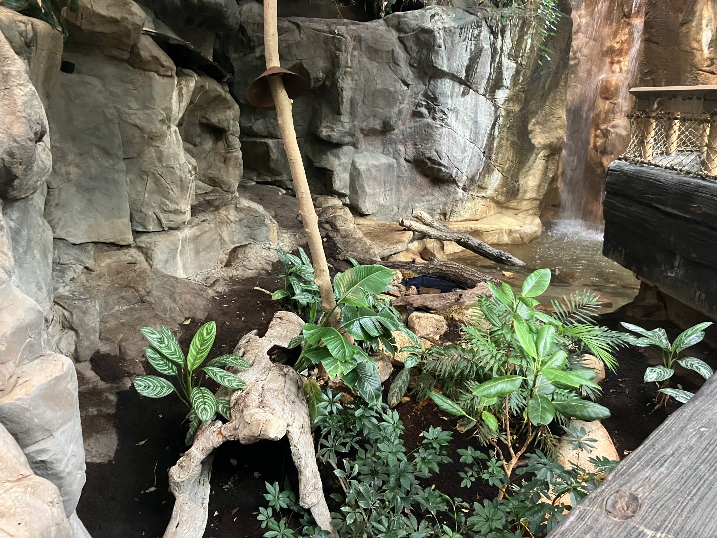 Tropics Trail - Asian Water Monitor Exhibit