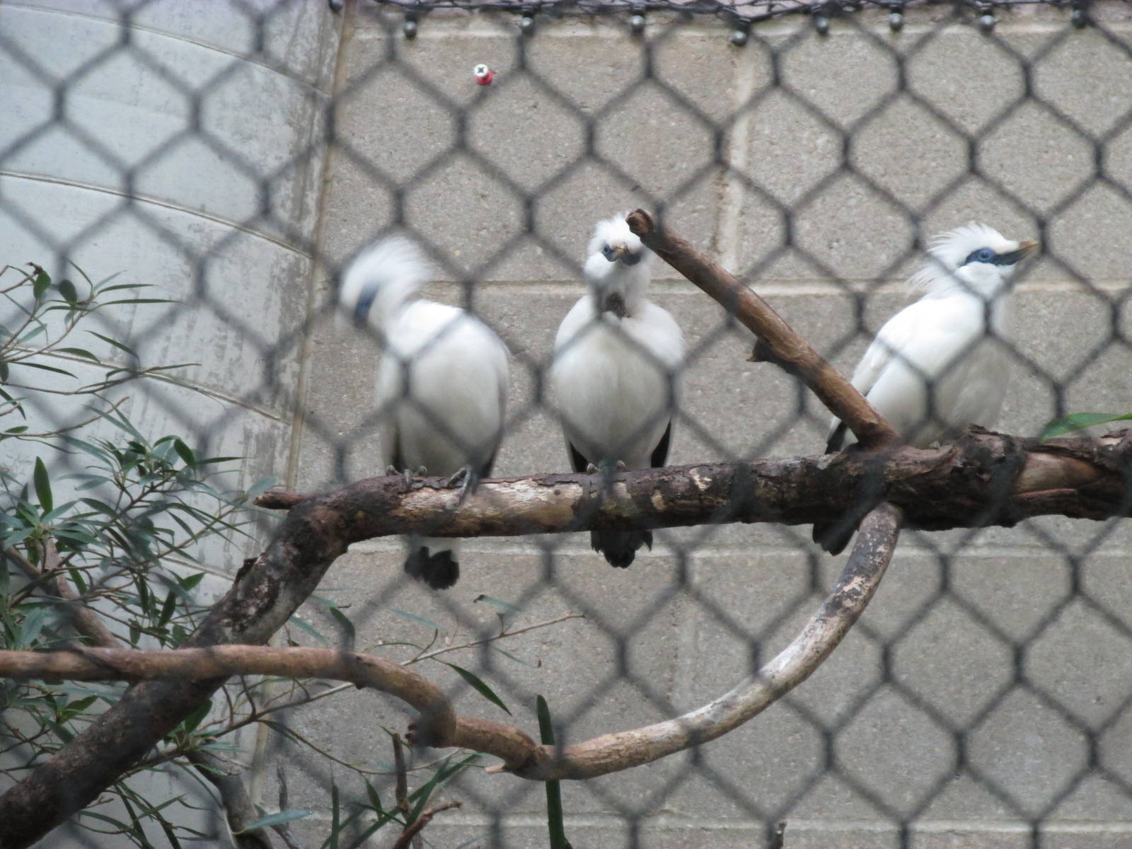 Tropics Trail Bail Mynah