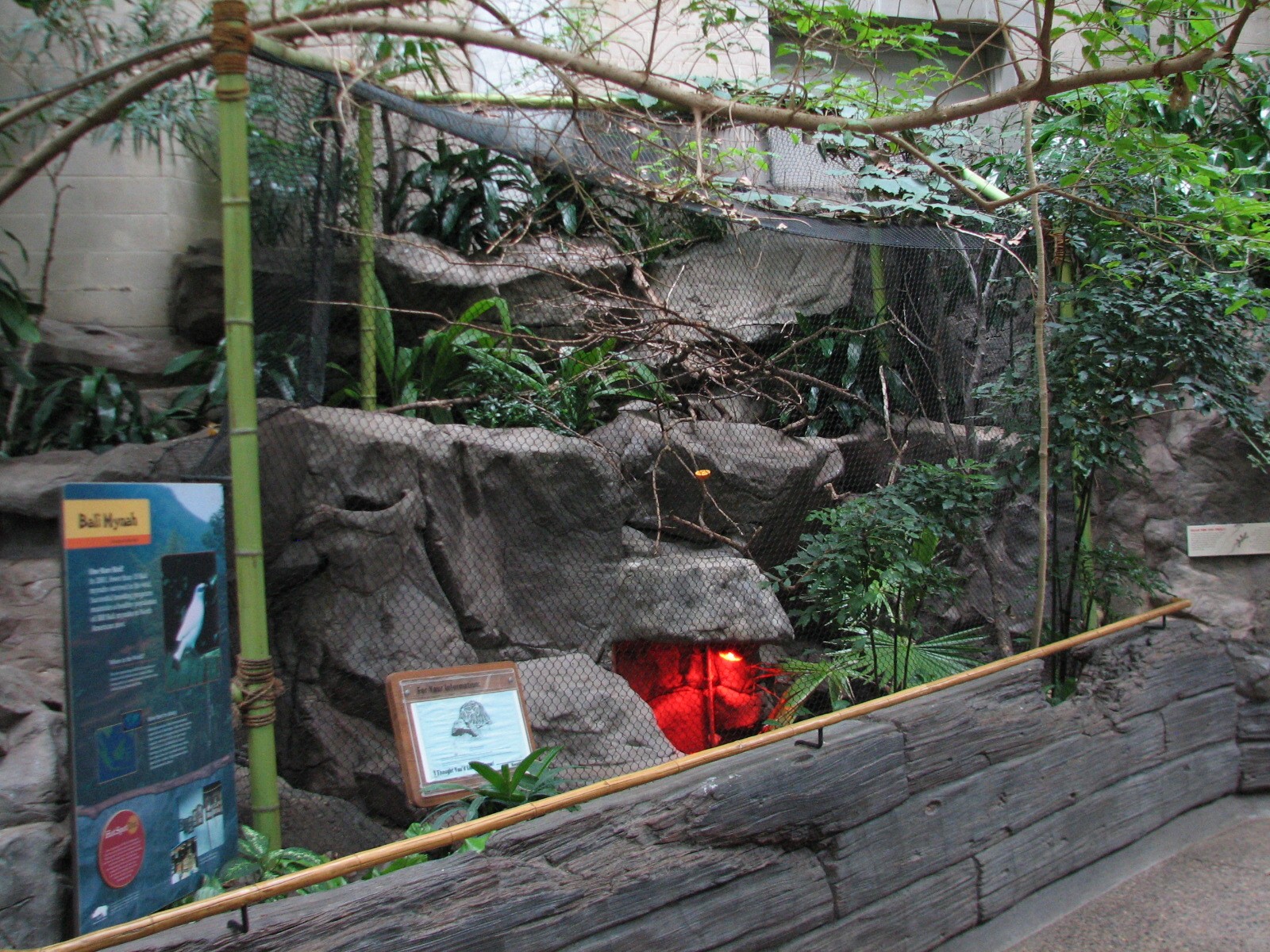 Tropics Trail - Bali Mynah and Indian Star Tortoise Exhibit