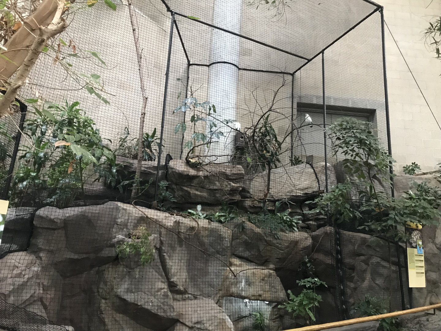 Tropics Trail - Bali Mynah Aviary