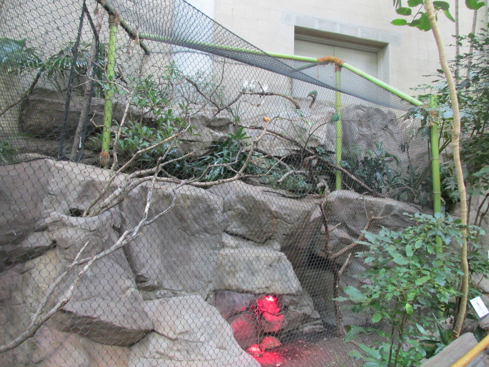 Tropics Trail Bali Mynah Exhibit