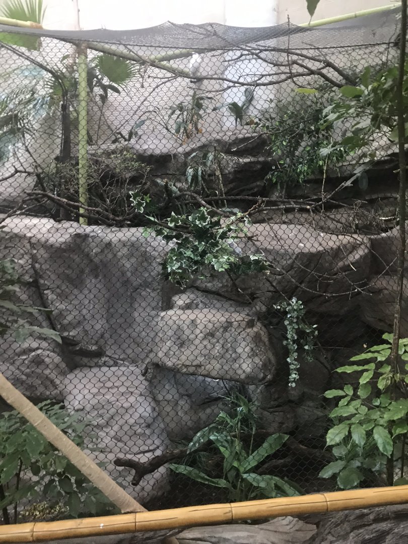 Tropics trail Bali mynah, Sri Lankan jungle fowl, and star tortoise exhibit