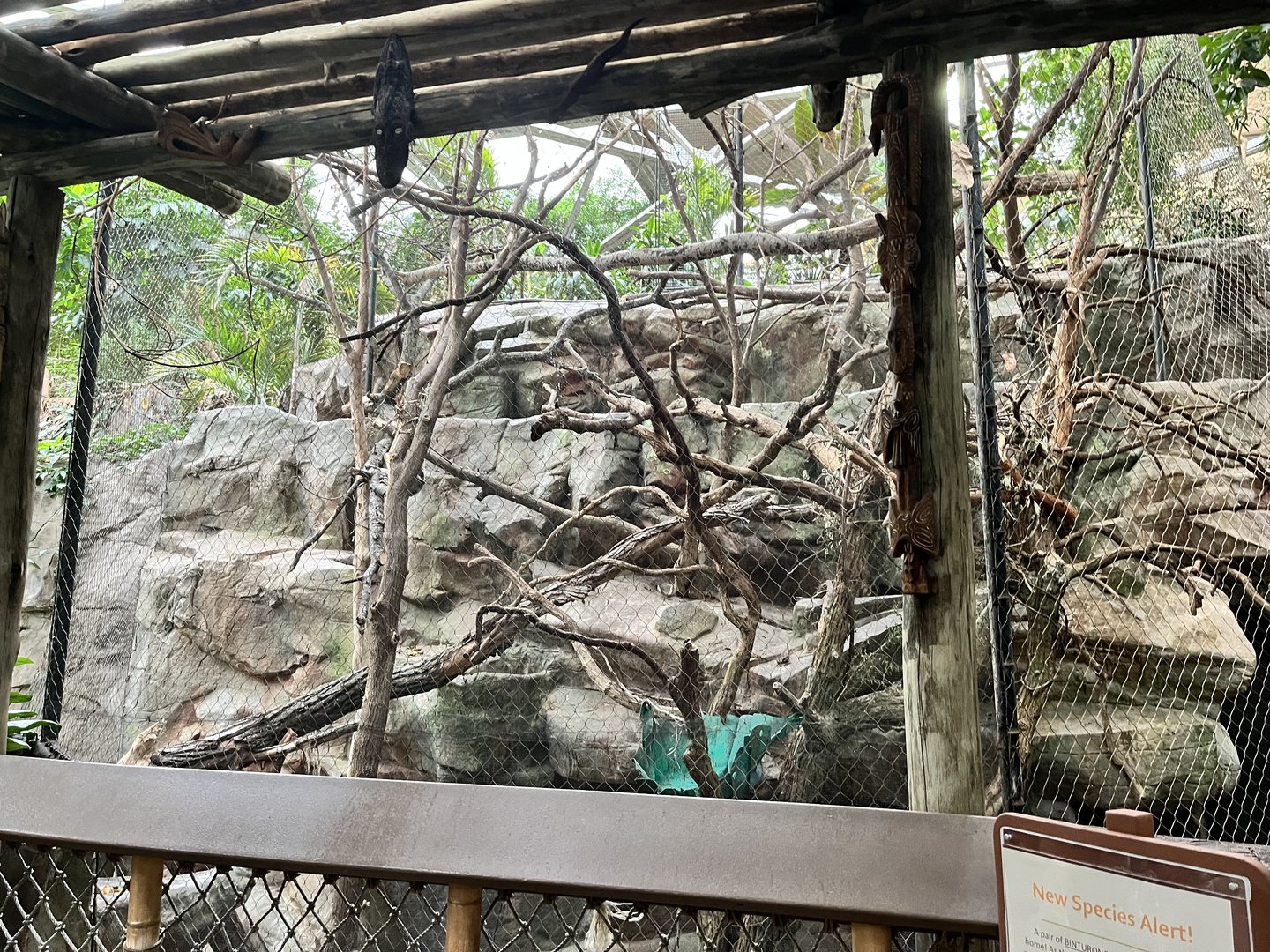 Tropics Trail - Binturong Exhibit