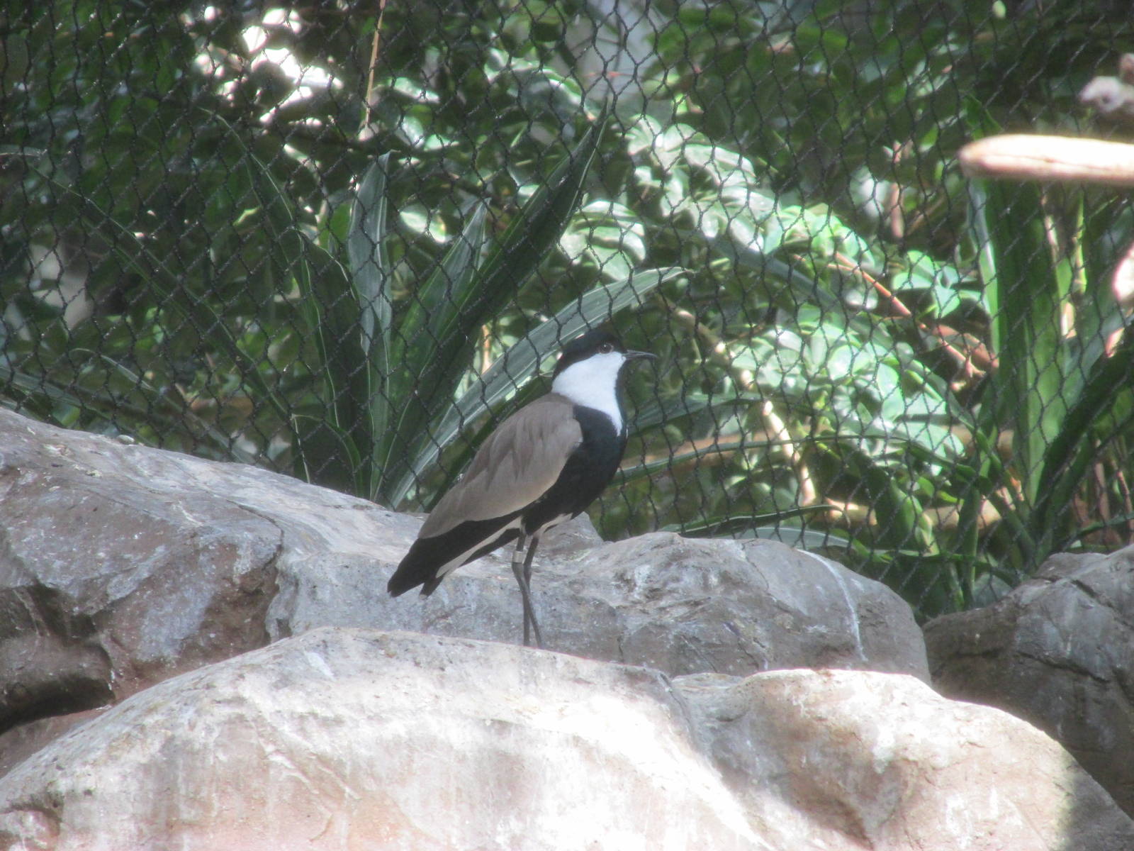 Tropics Trail Bird Aviary