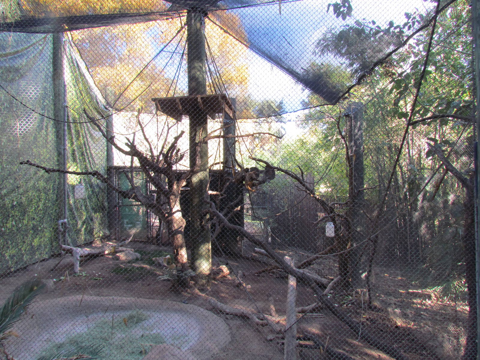 Tropics Trail - Black-handed Spider Monkey Exhibit