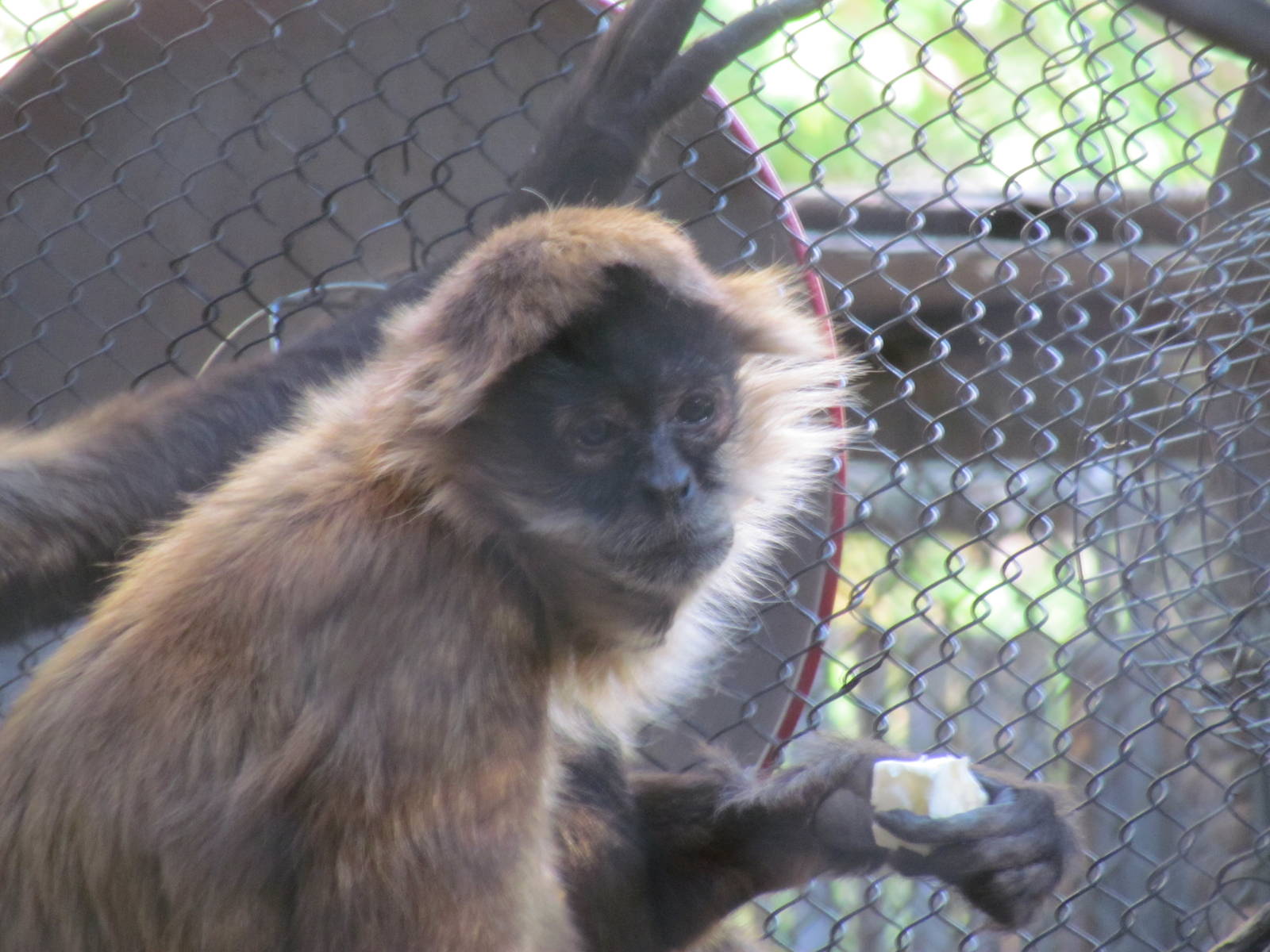 Tropics Trail - Black-handed Spider Monkey