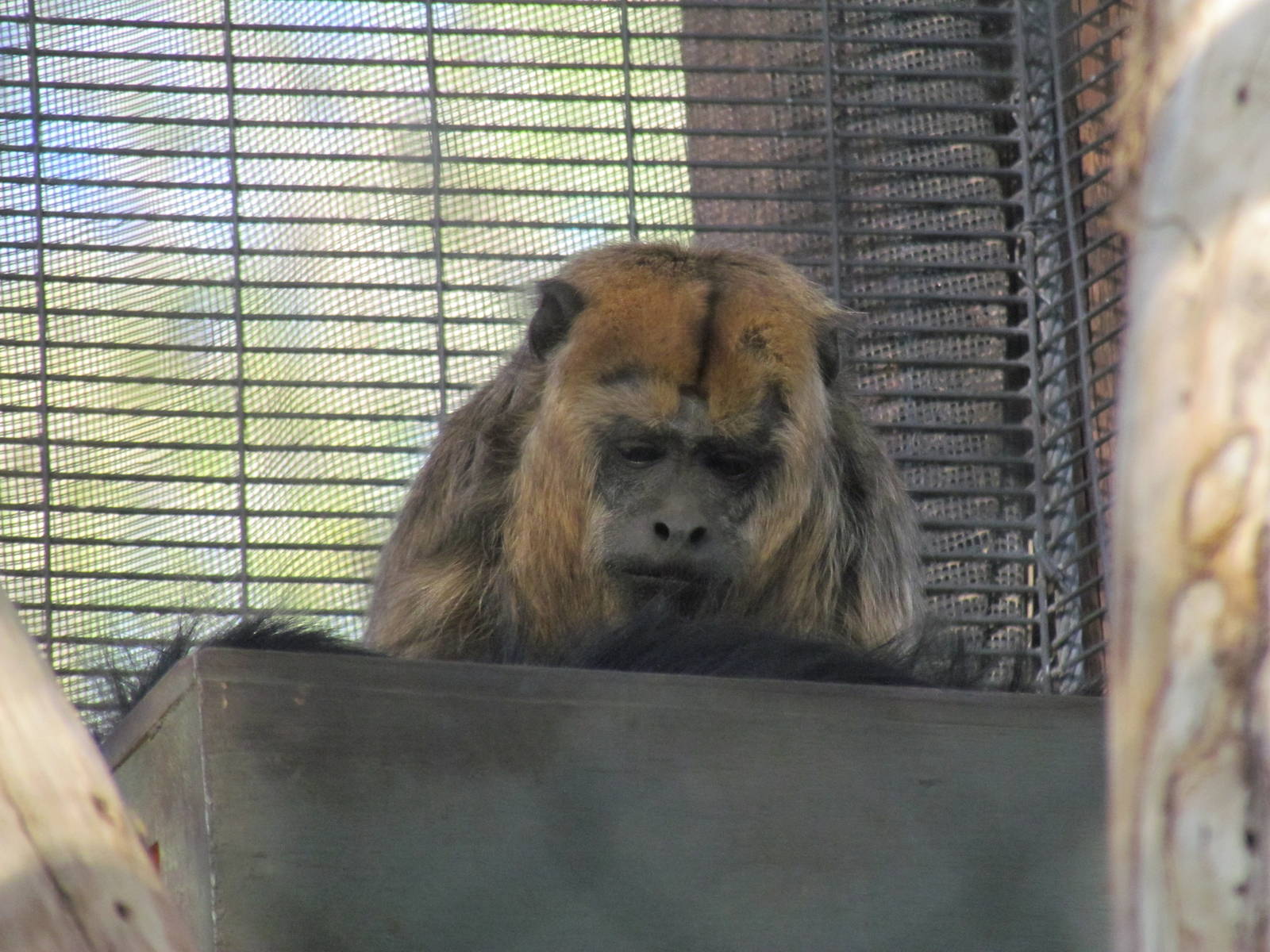 Tropics Trail - Black Howler Monkey