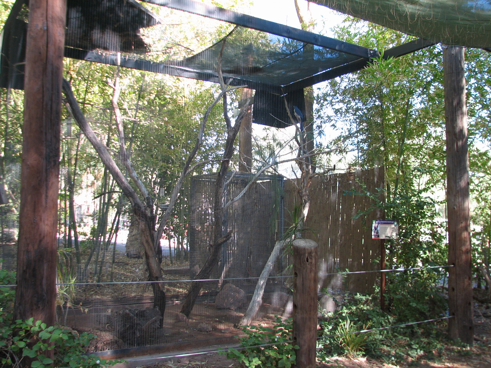 Tropics Trail - Black-throated Magpie Jay Exhibit