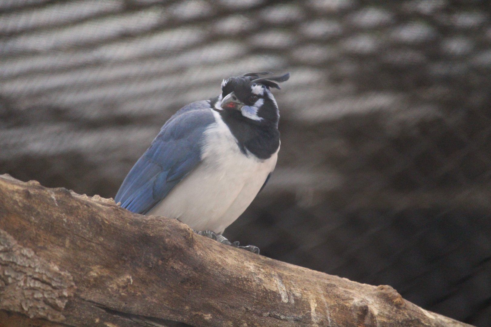 Tropics Trail - Black-throated Magpie-Jay