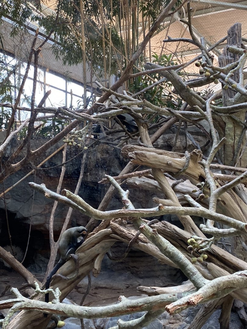 Tropics trail- Black & White colobus, Debrazas guenon, & red river hog exhibit