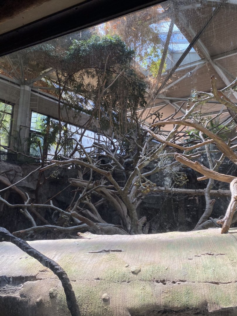 Tropics trail- Black & White colobus, Debrazas guenon, & red river hog exhibit