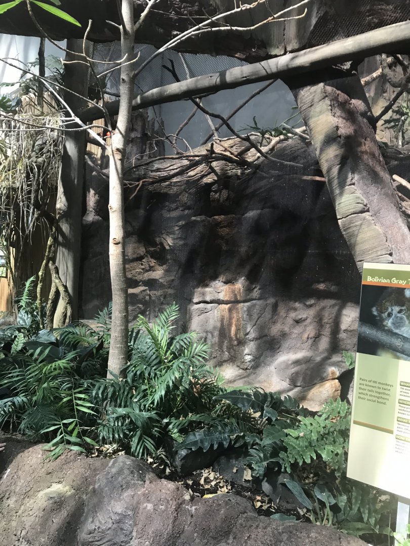 Tropics trail Bolivian gray titi monkey, Cotton-topped tamarin, and red rumped agouti exhibit