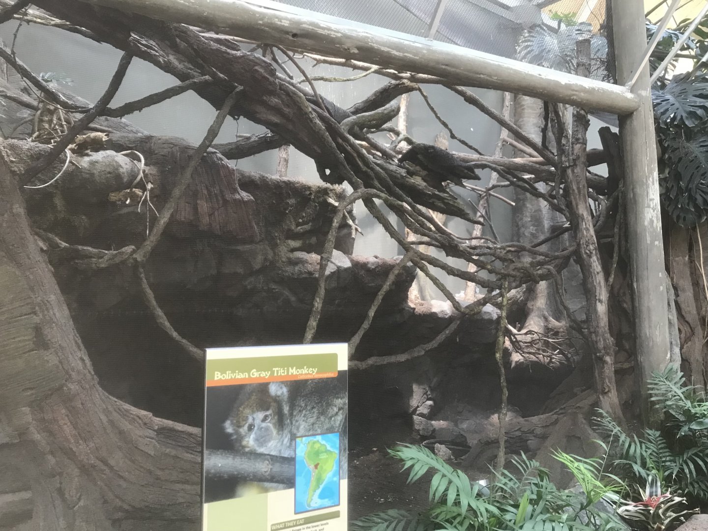 Tropics Trail - Bolivian Gray Titi/Red-Rumped Agouti Exhibit