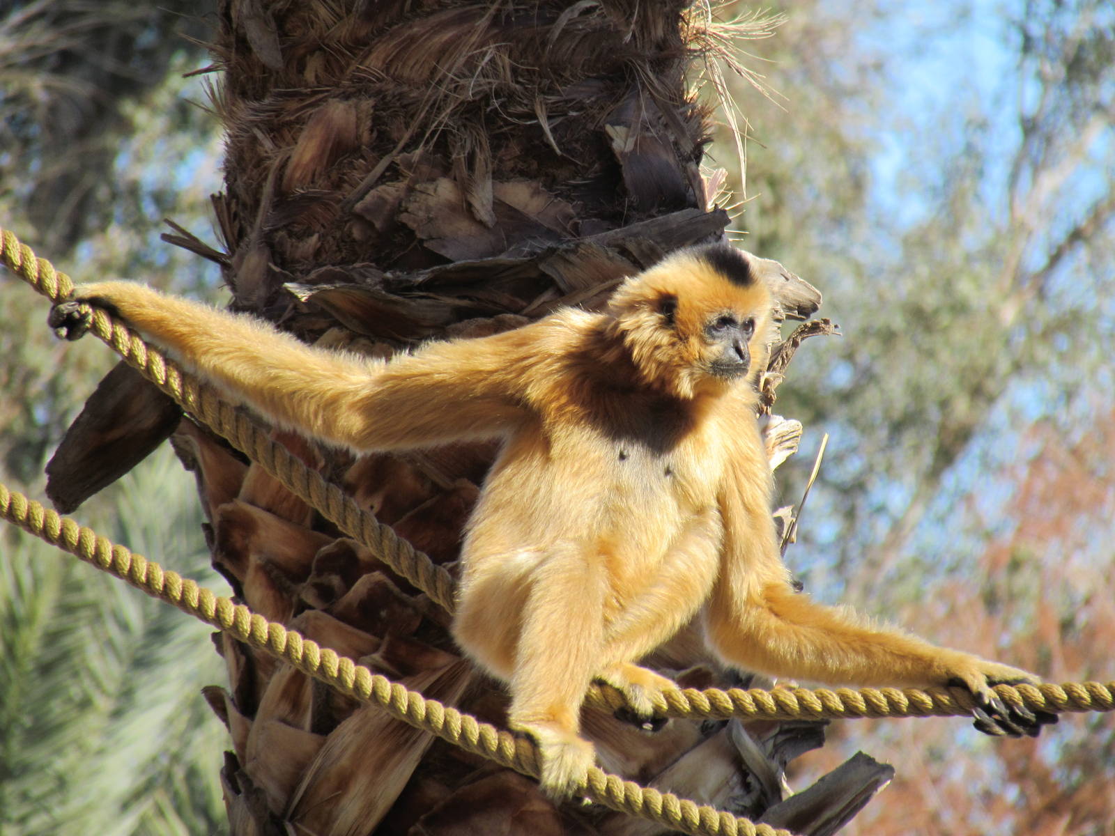 Tropics Trail - Buff-cheeked Gibbon