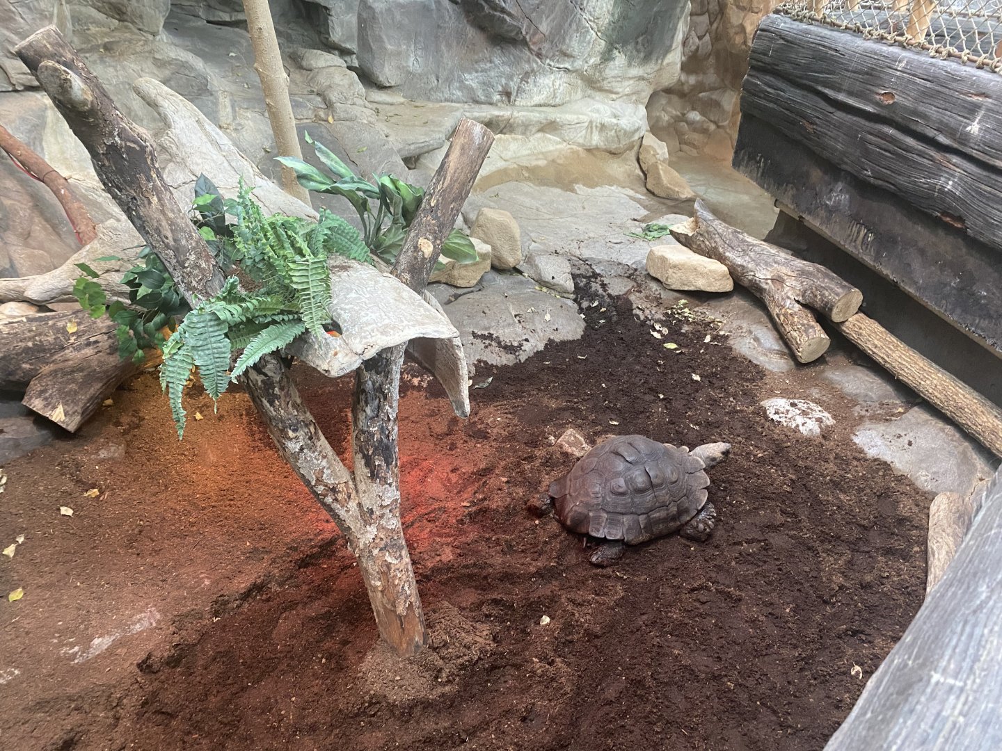 Tropics Trail - Burmese Brown Tortoise Exhibit (Former Asian Small-Clawed Otter Exhibit)