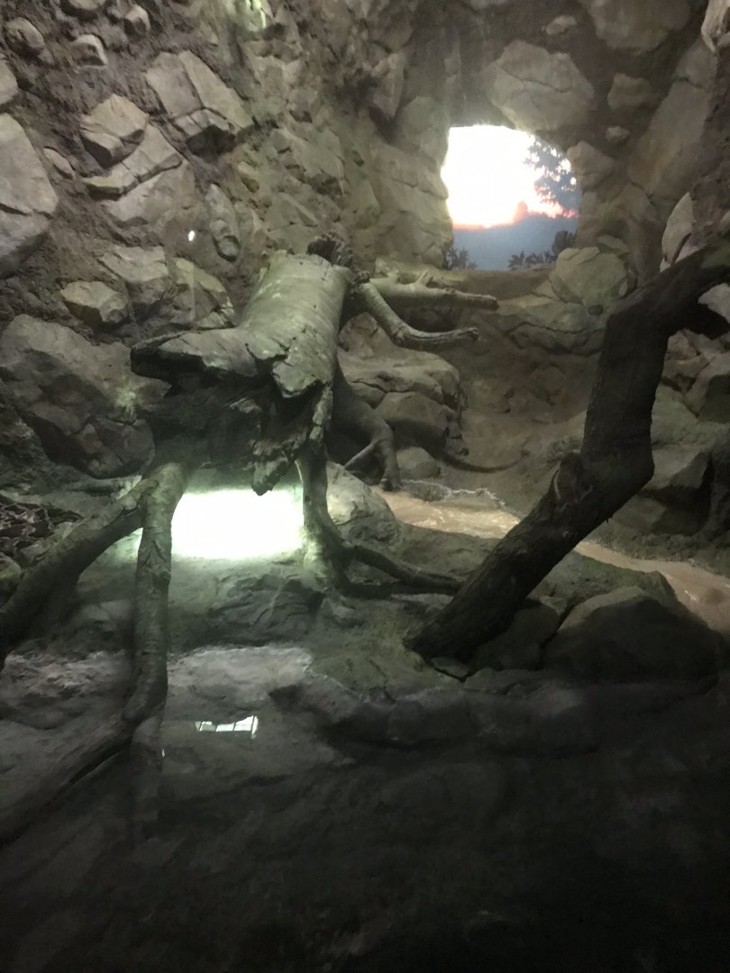 Tropics trail Burmese python exhibit