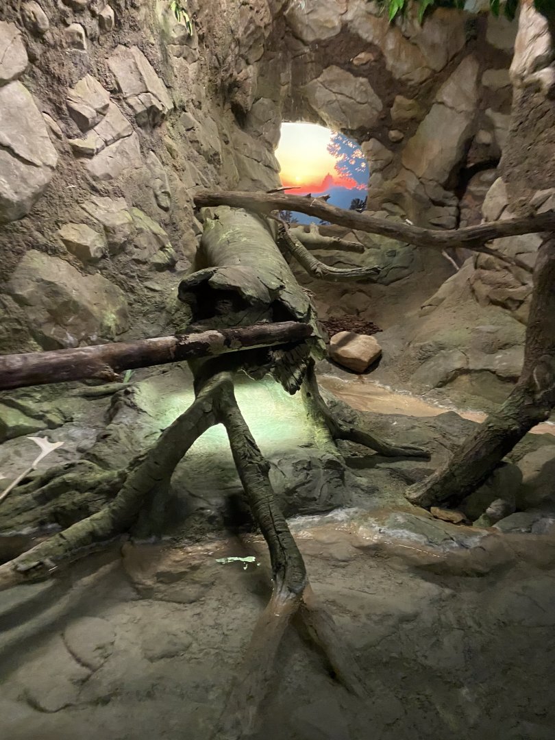 Tropics trail- Burmese python exhibit