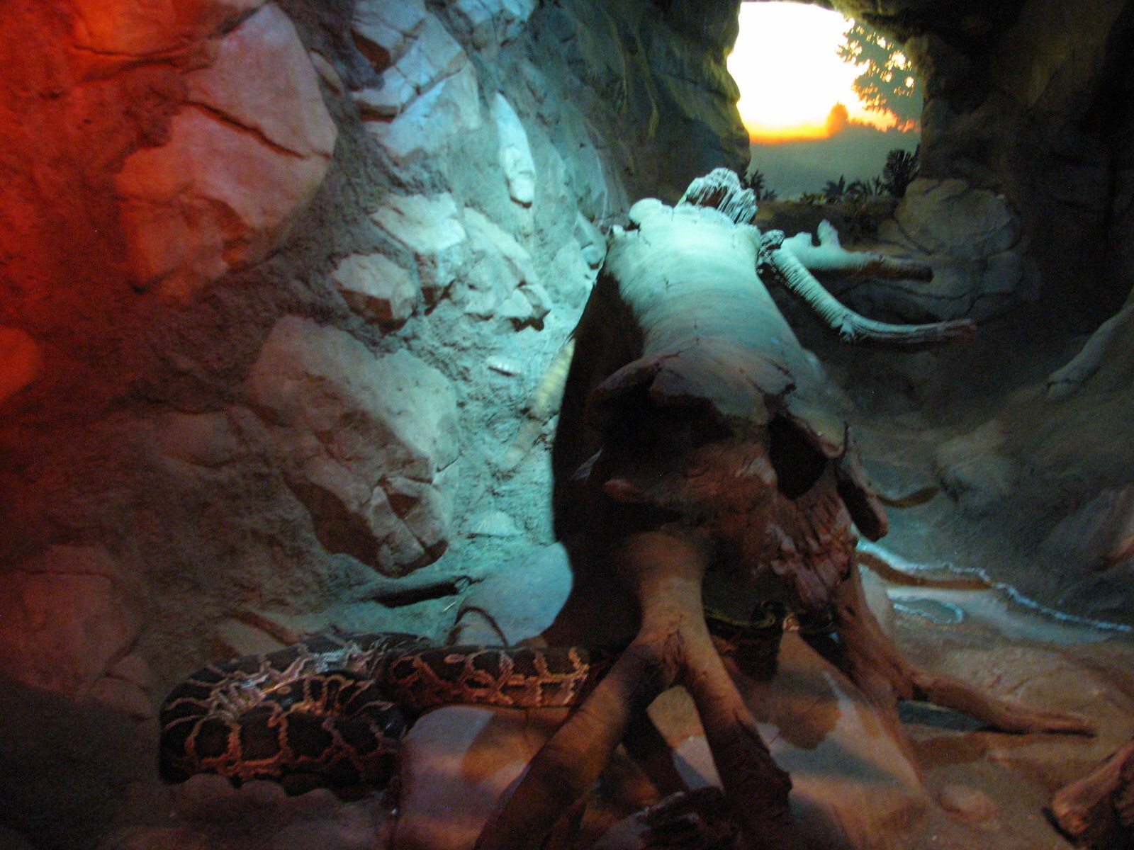 Tropics Trail - Burmese Python Exhibit