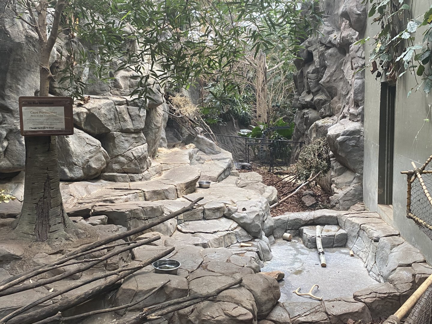 Tropics Trail - Cape Porcupine Exhibit (Former Visayan Warty Pig Exhibit)