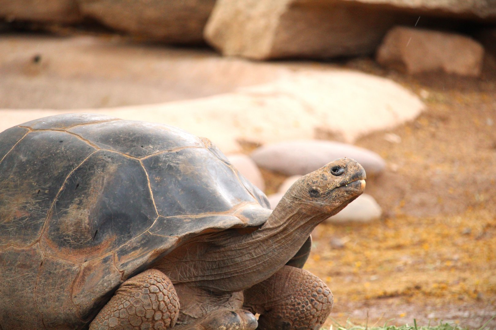 Tropics Trail - Cerro Azul Giant Tortoise