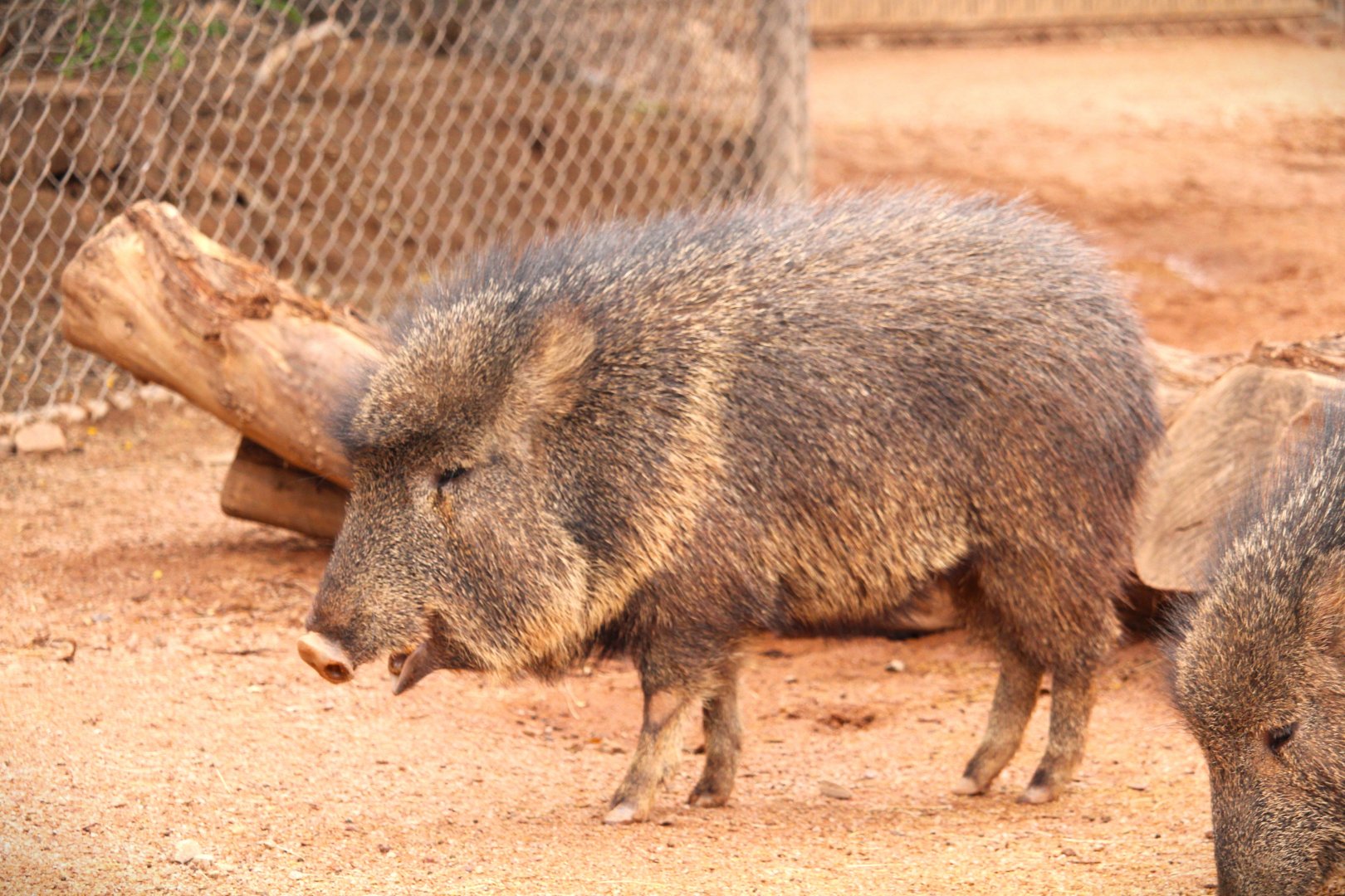 Tropics Trail - Chacoan Peccary
