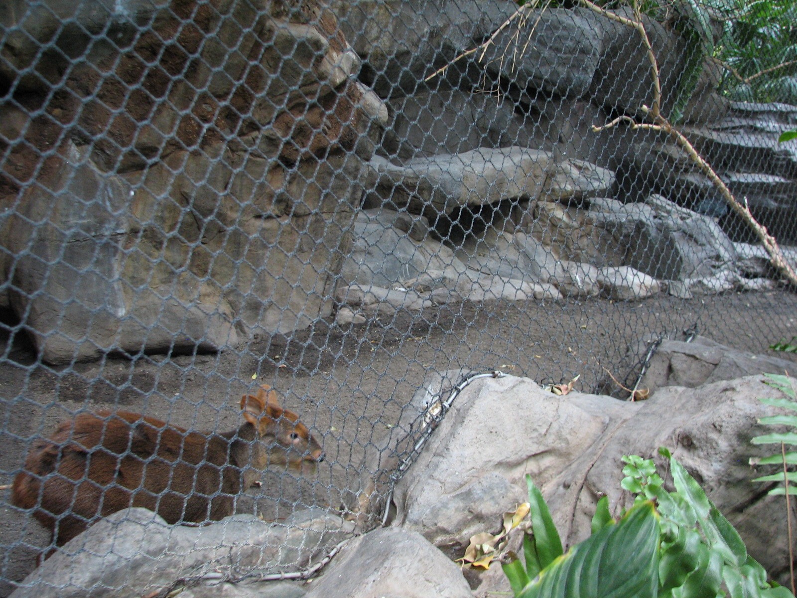 Tropics Trail - Chilean Pudu and Birds Exhibit