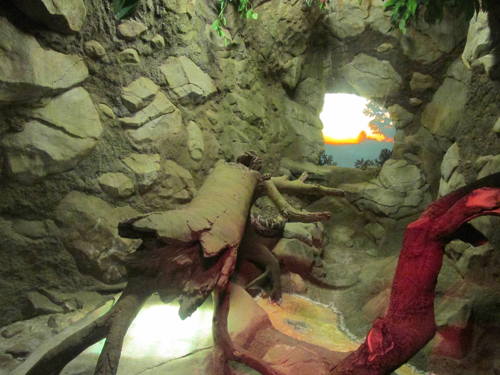 Tropics Trail Chinchilla/Sloth Exhibit