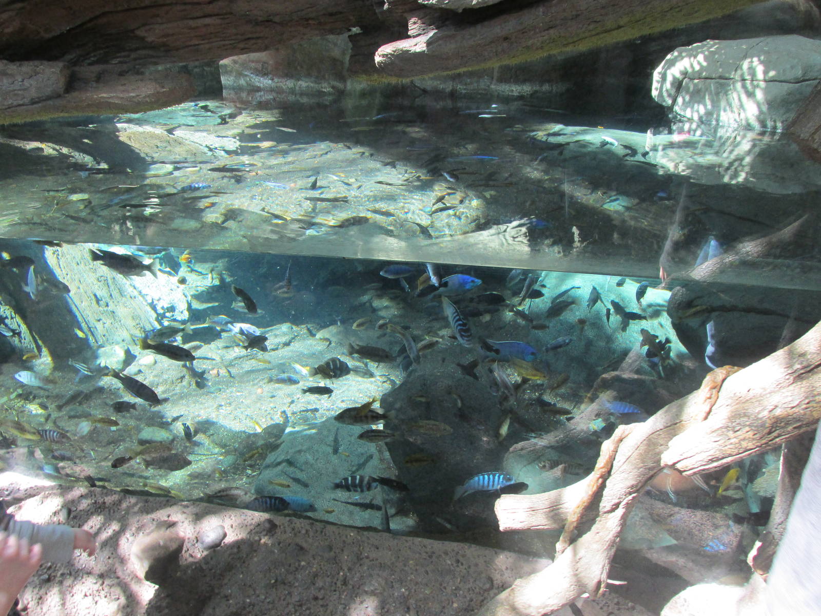 Tropics Trail Cichilds