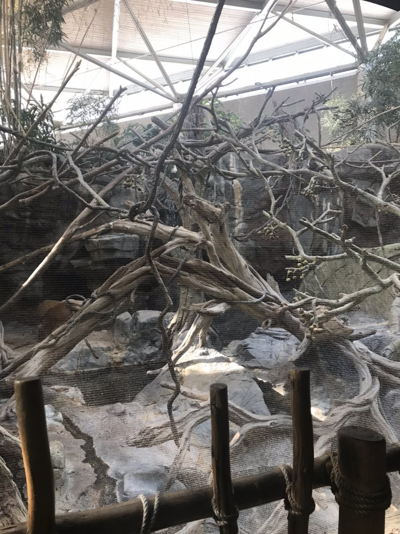 Tropics trail colobus monkey, debrazza monkey, and red river hog exhibit