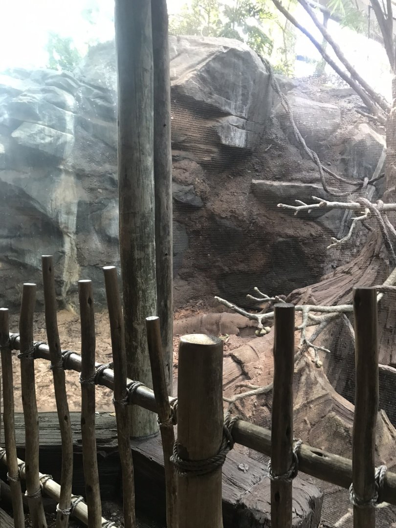 Tropics trail colobus monkey, debrazza monkey, and red river hog exhibit