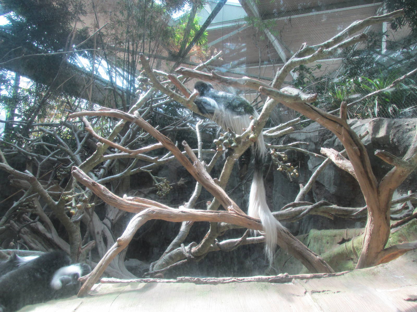 Tropics Trail Colobus Monkey Exhibit