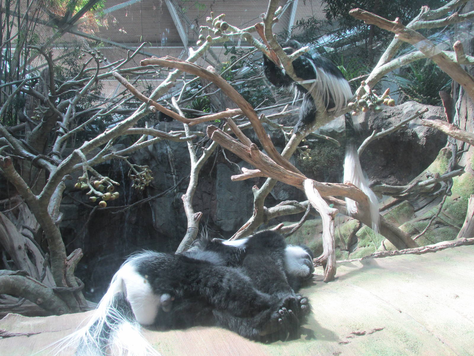 Tropics Trail Colobus Monkey