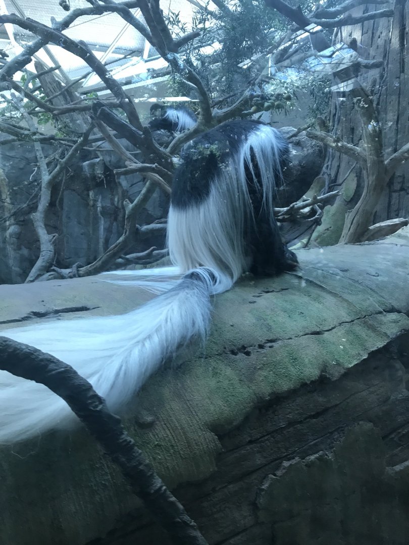 Tropics trail colobus monkey