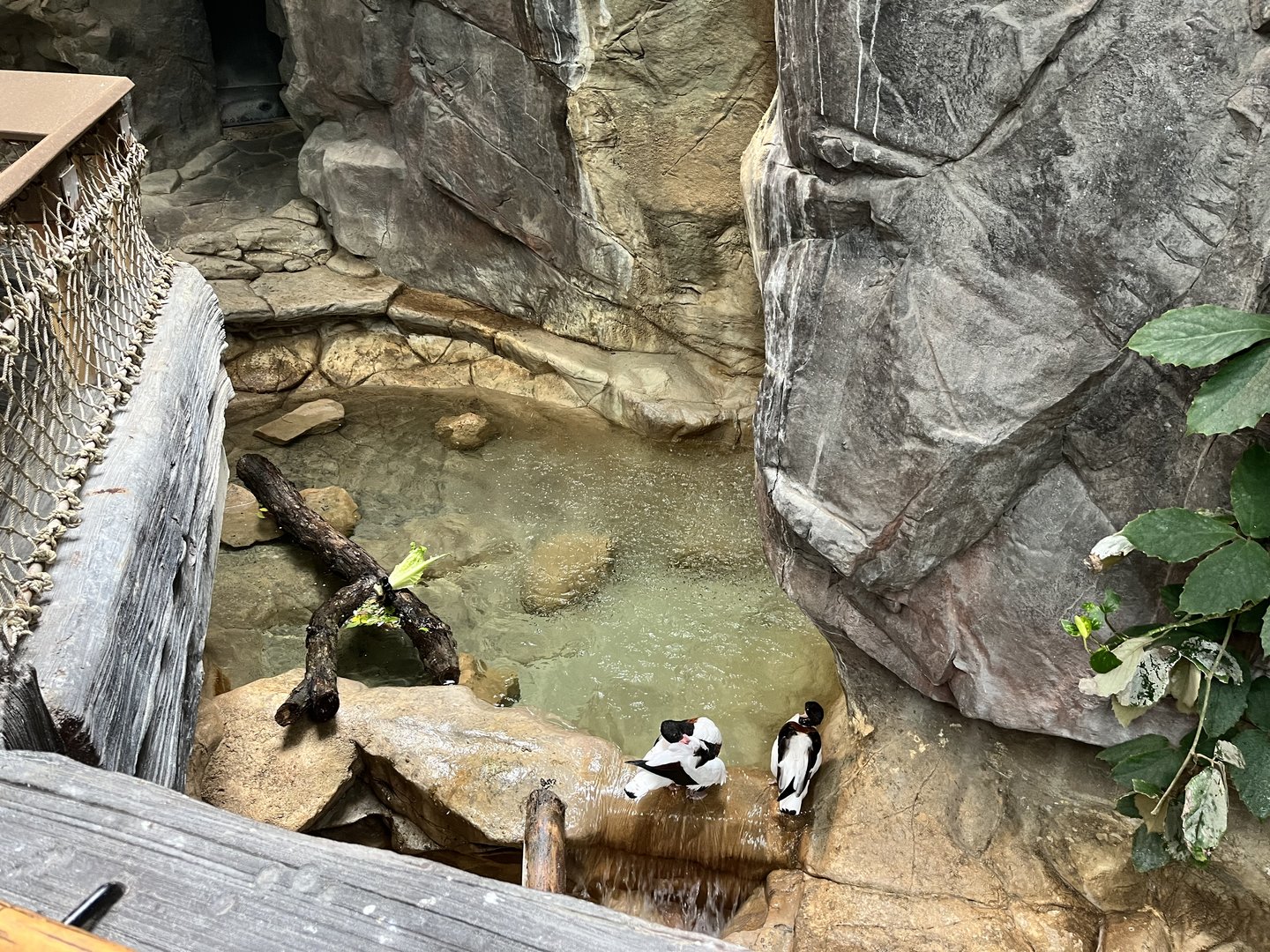 Tropics Trail - Common Shelduck Exhibit